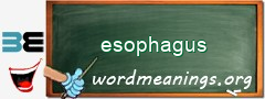 WordMeaning blackboard for esophagus